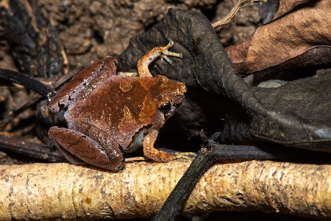 Borneo narrow-mouth frog _ Microhyla borneensis Borneo narrow-mouth frog _ Microhyla borneensis<br />
Microhyla borneensis is a very small species with a snout to vent length of about 18 mm (0.71 in) for females and around two thirds of this for males. It has a broadly triangular body that is flattened dorso-ventrally. The snout is obtusely pointed, the eyes are small and have round pupils and there are no visible tympani. The skin on the dorsal surface may be smooth or bear tubercles and that of the ventral surface is always smooth. The limbs are short. The hands are unwebbed and the outer digits are spatulate. The digits of the feet are partially webbed. The dorsal surface of this frog is reddish-brown, the throat is mottled brown and the ventral surface is pale.  Geotagged,Malaysia,Matang narrow-mouthed frog,Microhyla borneensis,Summer