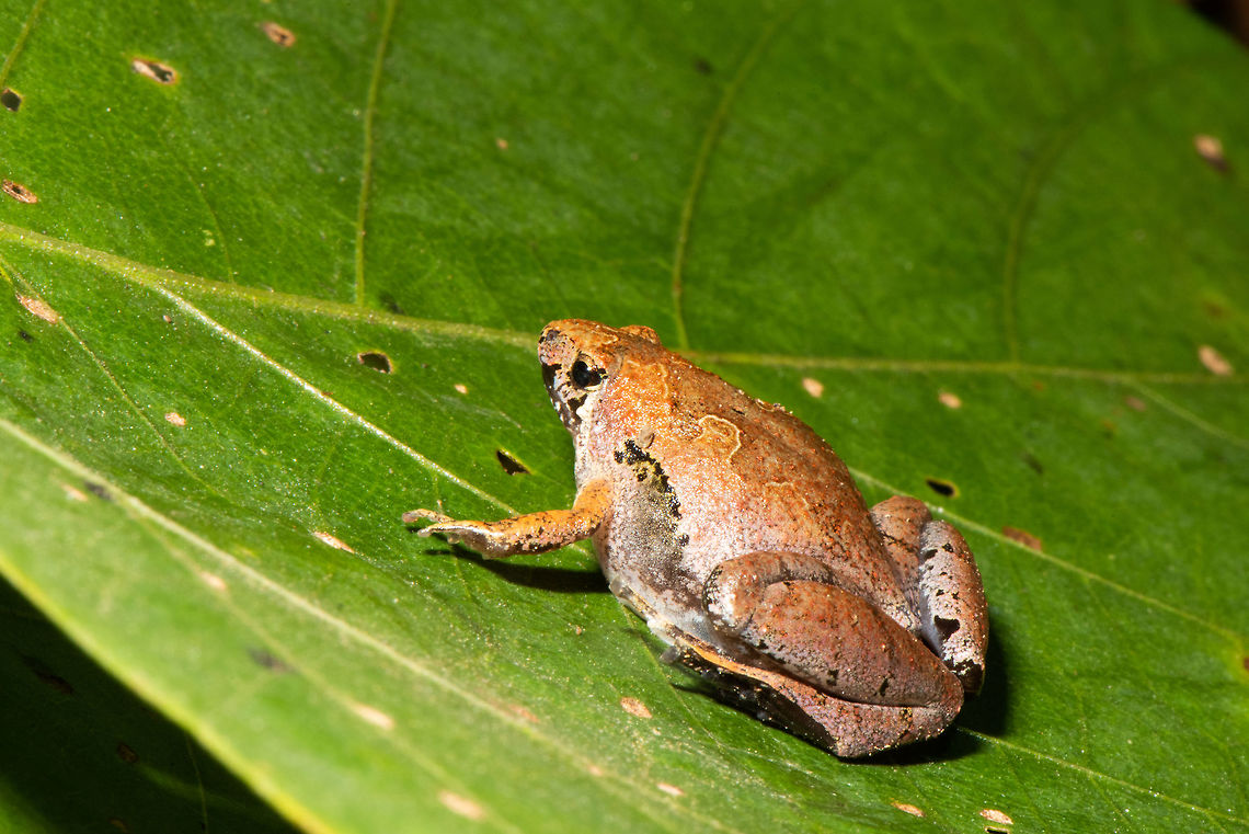 Borneo narrow-mouth frog _ Microhyla borneensis  Geotagged,Malaysia,Matang narrow-mouthed frog,Microhyla borneensis,Summer