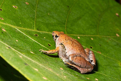 Borneo narrow-mouth frog _ Microhyla borneensis  Geotagged,Malaysia,Matang narrow-mouthed frog,Microhyla borneensis,Summer