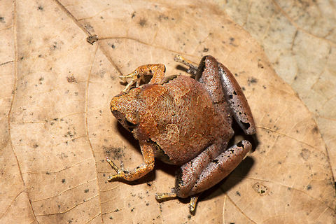 Borneo narrow-mouth frog _ Microhyla borneensis Borneo narrow-mouth frog _ Microhyla borneensis
Microhyla borneensis is a very small species with a snout to vent length of about 18 mm (0.71 in) for females and around two thirds of this for males. It has a broadly triangular body that is flattened dorso-ventrally. The snout is obtusely pointed, the eyes are small and have round pupils and there are no visible tympani. The skin on the dorsal surface may be smooth or bear tubercles and that of the ventral surface is always smooth. The limbs are short. The hands are unwebbed and the outer digits are spatulate. The digits of the feet are partially webbed. The dorsal surface of this frog is reddish-brown, the throat is mottled brown and the ventral surface is pale.  Geotagged,Malaysia,Matang narrow-mouthed frog,Microhyla borneensis,Summer