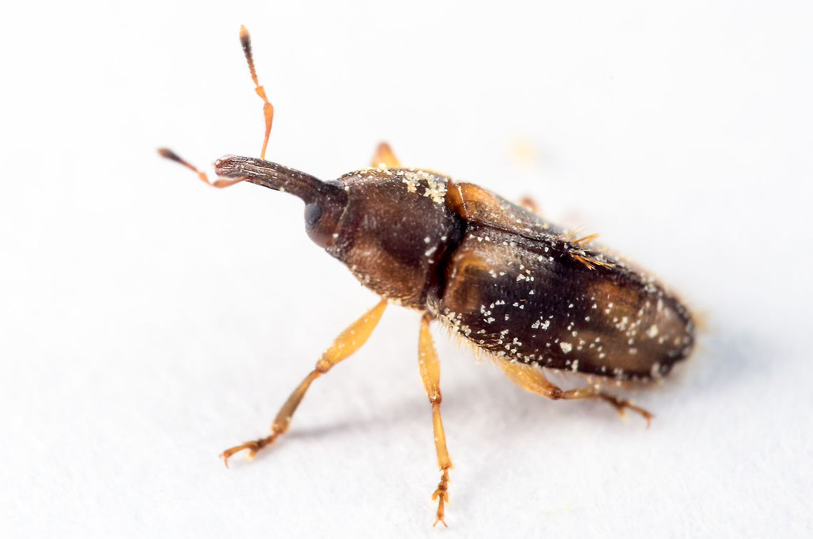 Elaeidobius kamerunicus weevil (Male) is a pollination weevil of oil palm In West Africa and South America, pollination of oil palm (Elaeis guineensis Jacq.) is essentially entomophilous (Syed, 1979). Twenty species of insects are attracted to the flowers of oil palm (Mariau et al., 1991). They belong to Elaeidobius genus. They do not have all the same pollinating power. Four species were distinguished: E. kamerunicus, E. plagiatus, E. subvittatus and E. singularis. <br />
<br />
They provide the largest share of pollination, the first two mentioned species are most active (Mariau, 1991). Their populations vary in a very important way in space and time under the influence of climatic factors. These changes have resulted in fluctuations in the average weight of bunch and hence production. <br />
<br />
Adult weevils of the African oil palm weevil Elaeidobius kamerunicus are very host-specific to the oil palm, Elaeis guineensis. <br />
<br />
The adults of E. kamerunicus lay their eggs in the male inflorescences of the oil palm, where the developing larvae find shelter and food (Syed 1978).  African oil palm weevil,Elaeidobius kamerunicus,Malaysia,brown,coleoptera,cooking oil,fiying,food,friut set,insect,intesis,macro,macro photography,normal,oil palm,palm oil,pollen,pollination,small,tinny