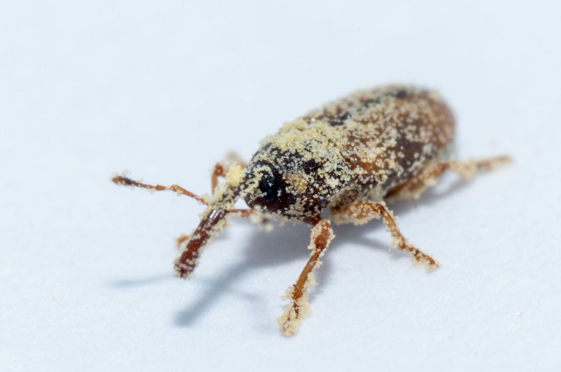 Elaeidobius kamerunicus weevil (Female) is a pollination weevil of oil palm Elaeidobius kamerunicus Faust (Coleoptera: Curculionidae), the pollinating weevil, is the most efficient insect pollinator of oil palm, Elaeis guineensis Jacq. (Arecales: Arecaceae). In this experiment, the pollinating activity of E. kamerunicus was observed in an oil palm field in Hainan, China, in order to further understand the dynamics of the weevil's behavior on inflorescences. Both male and female inflorescences emitted an anise-like fragrance. Female inflorescences appeared to reward the weevils with copious nectar production, whereas male inflorescences appeared to do so with both nectar and pollen. The number of weevils visiting an inflorescence was assessed by the use of a sticky trap encircling it, and by counting the weevils present on samples of spikelets of inflorescences. The weevil population peaked on the 3rd day of anthesis on male inflorescences, and on the 2nd day of anthesis on female inflorescences. Weevil activity recorded on the day of highest abundance during anthesis revealed an inactive period during 07:00&ndash;08:00, substantial activity during 11:00&ndash;12:00, and peak activity during 17:30&ndash;18:00. The number of female adult weevils was always much greater than the number of males, both on male and on female inflorescences. Separation of anthesizing male inflorescences into 7 consecutive stages each 1 d long and use of sticky traps baited with anthesizing male flowers that were placed around inflorescences on the plant were optimal techniques for obtaining reliable data on the numbers of pollinating weevils. To increase the population of E. kamerunicus in Hainan, some steps should be taken including releases of adult weevils in oil palm plantations, and control of the weevil's predators and parasites, such as rats and harmful nematodes. African oil palm weevil,Elaeidobius kamerunicus,Fall,Geotagged,Malaysia,oil palm,palm oil,pollinators