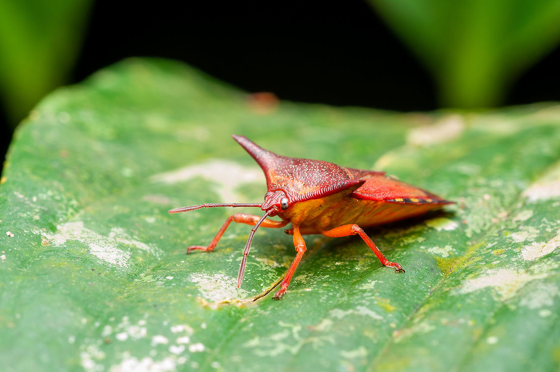Shield Bugs or Stink Bugs The Pentatomoidea are characterised by a well-developed scutellum (the hardened extension of the thorax over the abdomen). It can be triangular to semielliptical in shape.[3] Pentatomoidea species usually have antennae with five segments. The tarsi usually have two or three segments.[4] <br />
Shield bugs have glands in their thoraces between the first and second pair of legs that produce a foul-smelling liquid, which is used defensively to deter potential predators and is sometimes released when the bugs are handled. The nymphs, similar to adults except smaller and without wings, also have stink glands. <br />
The nymphs and adults have piercing mouthparts, which most use to suck sap from plants, although some eat other insects. When they group in large numbers, they can become significant pests. <br />
Species that resemble pentatomoids are found in the superfamily Coreoidea.  Geotagged,Malaysia,Spring