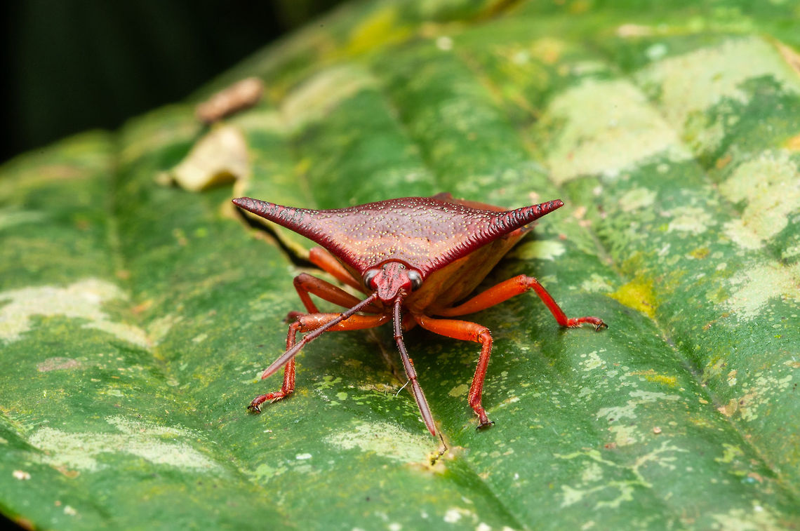 Shield Bugs or Stink Bugs The Pentatomoidea are characterised by a well-developed scutellum (the hardened extension of the thorax over the abdomen). It can be triangular to semielliptical in shape.[3] Pentatomoidea species usually have antennae with five segments. The tarsi usually have two or three segments.[4] <br />
Shield bugs have glands in their thoraces between the first and second pair of legs that produce a foul-smelling liquid, which is used defensively to deter potential predators and is sometimes released when the bugs are handled. The nymphs, similar to adults except smaller and without wings, also have stink glands. <br />
The nymphs and adults have piercing mouthparts, which most use to suck sap from plants, although some eat other insects. When they group in large numbers, they can become significant pests. <br />
Species that resemble pentatomoids are found in the superfamily Coreoidea.  Geotagged,Malaysia,Spring