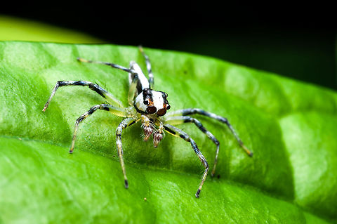 White Jumping Spider Jumping spiders are a group of spiders that constitute the family Salticidae. As of 2019, this family contained over 600 described genera and over 6000 described species,[1] making it the largest family of spiders at 13% of all species.[2] Jumping spiders have some of the best vision among arthropods and use it in courtship, hunting, and navigation. Although they normally move unobtrusively and fairly slowly, most species are capable of very agile jumps, notably when hunting, but sometimes in response to sudden threats or crossing long gaps. Both their book lungs and tracheal system are well-developed, and they use both systems (bimodal breathing). Jumping spiders are generally recognized by their eye pattern. All jumping spiders have four pairs of eyes, with the anterior median pair being particularly large Cosmophasis micarioides,Garden jumping spider,Geotagged,Malaysia,Opisthoncus parcedentatus,Plexippus paykulli,Spring