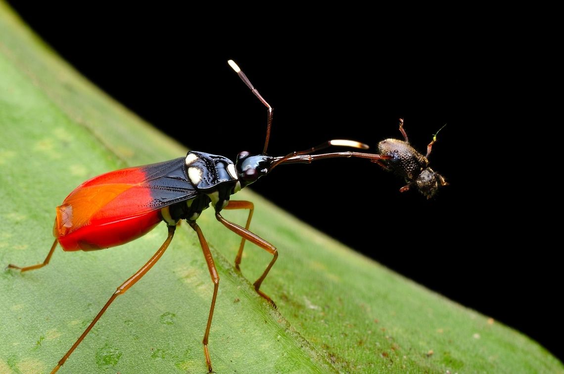 Dindymus sp. Dindymus is Old World genus of true bugs in the family Pyrrhocoridae. They are often confused with bugs in the family Lygaeidae, but can be distinguished by the lack of ocelli on the head. Several species in the genus are beneficial predators, including D. rubiginosus, D. pulcher. and D. pyrochrous, but one species (D. versicolor) is a minor plant pest Australian assassin bug,Dindymus albicornis,Geotagged,Malaysia,Pristhesancus plagipennis,Rhynocoris erythropus,Spring