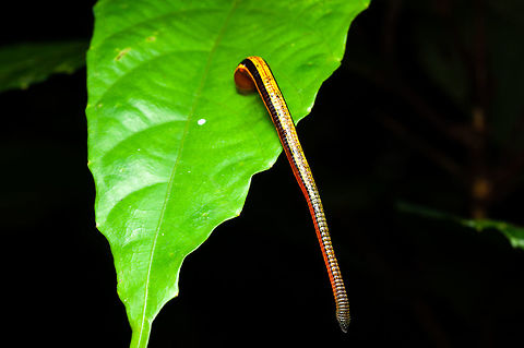 Tiger Leech Haemadipsa picta (common names: tiger leech, or less commonly, stinging land leech) is a large (up to 33 mm long) terrestrial leech found in Borneo, Indochina, and Taiwan. It was described by John Percy Moore based on specimens collected from Sarawak, Borneo. It preys primarily on medium- to large-sized mammals, including humans.[ Chelidonura hirundinina,Geotagged,Haemadipsa picta,Leech Aglaja,Malaysia,Spring