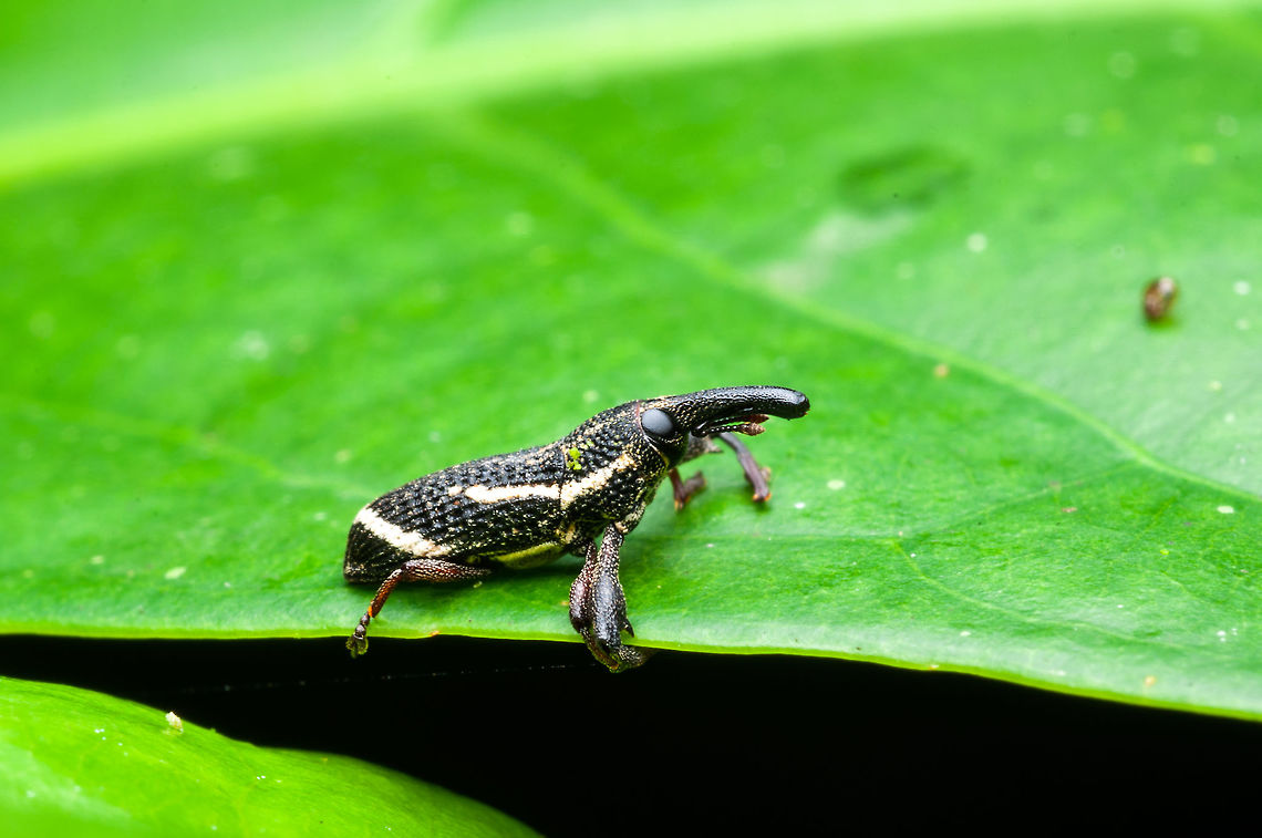 Weevil sp.  Geotagged,Malaysia,Orthorhinus cylindrirostris,Spring