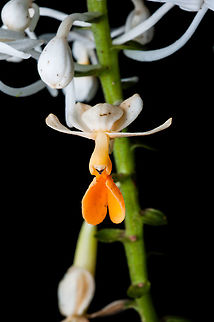 Ground Orchids (Schoenorchis buddleiflora), Danum Valley Conservation Area, Borneo, Sabah, Malaysia Schoenorchis, commonly known as flea orchids, or 匙唇兰属 (chi chun lan shu), is a genus of flowering plants from the orchid family, Orchidaceae. Plants in this genus are small epiphytes with thin roots, thin leafy stems with leaves in two ranks and tiny fragrant, almost tube-shaped flowers with a prominently spurred labellum. There are about twenty five species found from tropical and subtropical Asia to the Western Pacific Geotagged,Malaysia,Philippine Ground Orchid,Schoenorchis buddleiflora,Spathoglottis plicata,Spring
