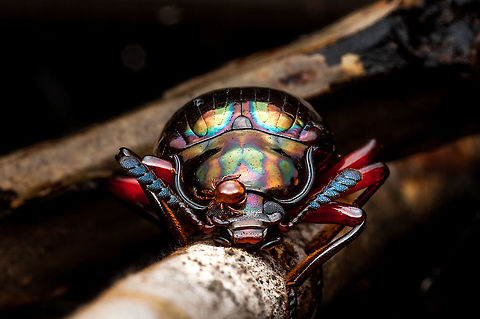 Darkling Beetles - Tenebrionidae spp. The family Tenebrionidae, the darkling beetles, is one of the largest beetle families. The family name comes from the Latin tenebrio, meaning one who loves darkness. People raise darkling beetle larvae, known as mealworms, as food for birds, reptiles, and other animals. Darkling beetle,Geotagged,Malaysia,Spring,Tenebrionidae