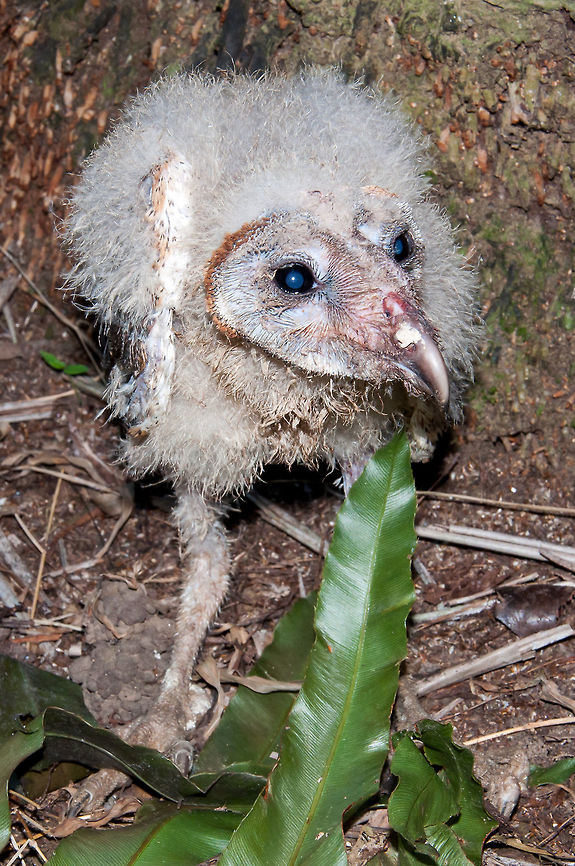 Chick of Barn Owl ( Tyto Alba) about 35-40 days The barn owl (Tyto alba) is the most widely distributed species of owl and one of the most widespread of all birds. It is also referred to as the common barn owl, to distinguish it from other species in its family, Tytonidae, which forms one of the two main lineages of living owls, the other being the typical owls (Strigidae). The barn owl is found almost everywhere in the world except polar and desert regions, in Asia north of the Himalaya, most of Indonesia, and some Pacific islands.[2] <br />
Phylogenetic evidence shows that there are at least three major lineages of barn owl, one in Europe, western Asia and Africa, one in southeast Asia and Australasia, and one in the Americas, and some highly divergent taxa on islands. Accordingly, some authorities split the group into the western barn owl for the group in Europe, western Asia and Africa, the American barn owl for the group in the Americas, and the eastern barn owl for the group in southeast Asia and Australasia. Some taxonomic authorities further split the group, recognising up to five species, and further research needs to be done to clarify the position. There is a considerable variation between the sizes and colour of the approximately 28 subspecies but most are between 33 and 39 cm (13 and 15 in) in length with wingspans ranging from 80 to 95 cm (31 to 37 in). The plumage on head and back is a mottled shade of grey or brown, the underparts vary from white to brown and are sometimes speckled with dark markings. The face is characteristically heart-shaped and is white in most subspecies. This owl does not hoot, but utters an eerie, drawn-out shriek. <br />
The barn owl is nocturnal over most of its range, but in Britain and some Pacific islands, it also hunts by day. Barn owls specialise in hunting animals on the ground and nearly all of their food consists of small mammals which they locate by sound, their hearing being very acute. They usually mate for life unless one of the pair is killed, when a new pair bond may be formed. Breeding takes place at varying times of year according to locality, with a clutch, averaging about four eggs, being laid in a nest in a hollow tree, old building or fissure in a cliff. The female does all the incubation, and she and the young chicks are reliant on the male for food. When large numbers of small prey are readily available, barn owl populations can expand rapidly, and globally the bird is considered to be of least conservation concern. Some subspecies with restricted ranges are more threatened.  Barn owl,Malaysia,Tyto alba,agriculture,animal,asia,beauty bird,biology,bird,borneo,chick,environment,food,green,industry,malaysia,nature,oil palm,plantation,predator