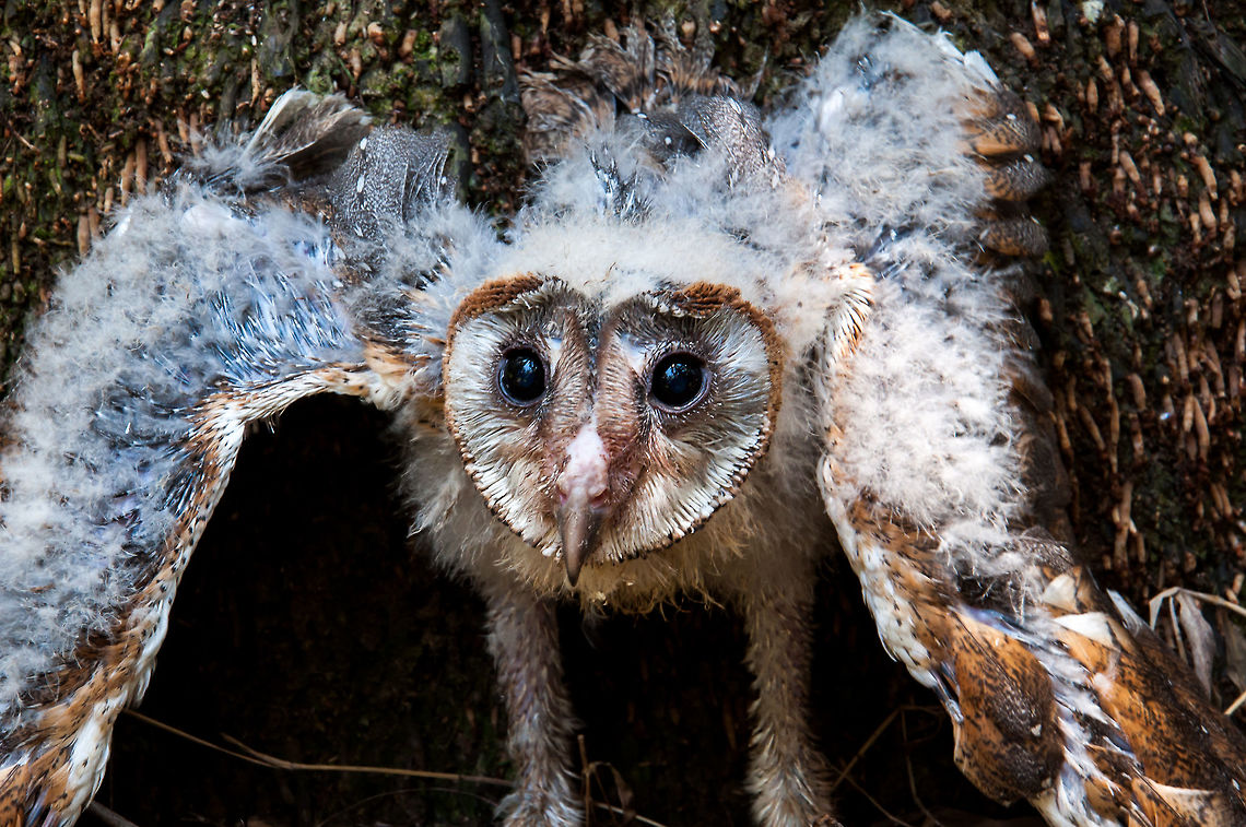 A Chik of Barn Owl ( Tyto Alba) about 35-40 days The barn owl (Tyto alba) is the most widely distributed species of owl and one of the most widespread of all birds. It is also referred to as the common barn owl, to distinguish it from other species in its family, Tytonidae, which forms one of the two main lineages of living owls, the other being the typical owls (Strigidae). The barn owl is found almost everywhere in the world except polar and desert regions, in Asia north of the Himalaya, most of Indonesia, and some Pacific islands.[2] <br />
Phylogenetic evidence shows that there are at least three major lineages of barn owl, one in Europe, western Asia and Africa, one in southeast Asia and Australasia, and one in the Americas, and some highly divergent taxa on islands. Accordingly, some authorities split the group into the western barn owl for the group in Europe, western Asia and Africa, the American barn owl for the group in the Americas, and the eastern barn owl for the group in southeast Asia and Australasia. Some taxonomic authorities further split the group, recognising up to five species, and further research needs to be done to clarify the position. There is a considerable variation between the sizes and colour of the approximately 28 subspecies but most are between 33 and 39 cm (13 and 15 in) in length with wingspans ranging from 80 to 95 cm (31 to 37 in). The plumage on head and back is a mottled shade of grey or brown, the underparts vary from white to brown and are sometimes speckled with dark markings. The face is characteristically heart-shaped and is white in most subspecies. This owl does not hoot, but utters an eerie, drawn-out shriek. <br />
The barn owl is nocturnal over most of its range, but in Britain and some Pacific islands, it also hunts by day. Barn owls specialise in hunting animals on the ground and nearly all of their food consists of small mammals which they locate by sound, their hearing being very acute. They usually mate for life unless one of the pair is killed, when a new pair bond may be formed. Breeding takes place at varying times of year according to locality, with a clutch, averaging about four eggs, being laid in a nest in a hollow tree, old building or fissure in a cliff. The female does all the incubation, and she and the young chicks are reliant on the male for food. When large numbers of small prey are readily available, barn owl populations can expand rapidly, and globally the bird is considered to be of least conservation concern. Some subspecies with restricted ranges are more threatened. <br />
 Barn owl,Malaysia,Tyto alba,agriculture,animal,asia,beauty bird,biology,bird,borneo,chick,environment,industry,malaysia,nature,plantation,predator
