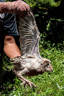 Wokers catch a chick of Barn Owl (Tyto alba) in the nesting box for cencus and identifying process 
The barn owl (Tyto alba) is the most widely distributed species of owl and one of the most widespread of all birds. It is also referred to as the common barn owl, to distinguish it from other species in its family, Tytonidae, which forms one of the two main lineages of living owls, the other being the typical owls (Strigidae). The barn owl is found almost everywhere in the world except polar and desert regions, in Asia north of the Himalaya, most of Indonesia, and some Pacific islands.[2] 
Phylogenetic evidence shows that there are at least three major lineages of barn owl, one in Europe, western Asia and Africa, one in southeast Asia and Australasia, and one in the Americas, and some highly divergent taxa on islands. Accordingly, some authorities split the group into the western barn owl for the group in Europe, western Asia and Africa, the American barn owl for the group in the Americas, and the eastern barn owl for the group in southeast Asia and Australasia. Some taxonomic authorities further split the group, recognising up to five species, and further research needs to be done to clarify the position. There is a considerable variation between the sizes and colour of the approximately 28 subspecies but most are between 33 and 39 cm (13 and 15 in) in length with wingspans ranging from 80 to 95 cm (31 to 37 in). The plumage on head and back is a mottled shade of grey or brown, the underparts vary from white to brown and are sometimes speckled with dark markings. The face is characteristically heart-shaped and is white in most subspecies. This owl does not hoot, but utters an eerie, drawn-out shriek. 
The barn owl is nocturnal over most of its range, but in Britain and some Pacific islands, it also hunts by day. Barn owls specialise in hunting animals on the ground and nearly all of their food consists of small mammals which they locate by sound, their hearing being very acute. They usually mate for life unless one of the pair is killed, when a new pair bond may be formed. Breeding takes place at varying times of year according to locality, with a clutch, averaging about four eggs, being laid in a nest in a hollow tree, old building or fissure in a cliff. The female does all the incubation, and she and the young chicks are reliant on the male for food. When large numbers of small prey are readily available, barn owl populations can expand rapidly, and globally the bird is considered to be of least conservation concern. Some subspecies with restricted ranges are more threatened.  Barn owl,Malaysia,Tyto alba,agriculture,animal,asia,beauty bird,biology,bird,borneo,chick,environment,food,green,industry,malaysia,nature,oil palm,plantation,predator