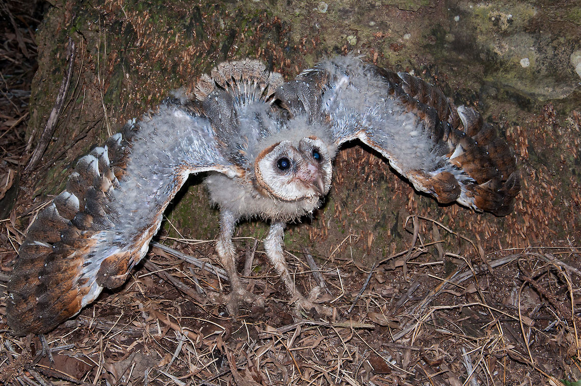 A Chik of Barn Owl ( Tyto Alba) about 35-40 days a chick of Barn Owl (tyto alba) about 35 - 40 days in oil palm plantation<br />
The barn owl (Tyto alba) is the most widely distributed species of owl and one of the most widespread of all birds. It is also referred to as the common barn owl, to distinguish it from other species in its family, Tytonidae, which forms one of the two main lineages of living owls, the other being the typical owls (Strigidae). The barn owl is found almost everywhere in the world except polar and desert regions, in Asia north of the Himalaya, most of Indonesia, and some Pacific islands.[2] <br />
Phylogenetic evidence shows that there are at least three major lineages of barn owl, one in Europe, western Asia and Africa, one in southeast Asia and Australasia, and one in the Americas, and some highly divergent taxa on islands. Accordingly, some authorities split the group into the western barn owl for the group in Europe, western Asia and Africa, the American barn owl for the group in the Americas, and the eastern barn owl for the group in southeast Asia and Australasia. Some taxonomic authorities further split the group, recognising up to five species, and further research needs to be done to clarify the position. There is a considerable variation between the sizes and colour of the approximately 28 subspecies but most are between 33 and 39 cm (13 and 15 in) in length with wingspans ranging from 80 to 95 cm (31 to 37 in). The plumage on head and back is a mottled shade of grey or brown, the underparts vary from white to brown and are sometimes speckled with dark markings. The face is characteristically heart-shaped and is white in most subspecies. This owl does not hoot, but utters an eerie, drawn-out shriek. <br />
The barn owl is nocturnal over most of its range, but in Britain and some Pacific islands, it also hunts by day. Barn owls specialise in hunting animals on the ground and nearly all of their food consists of small mammals which they locate by sound, their hearing being very acute. They usually mate for life unless one of the pair is killed, when a new pair bond may be formed. Breeding takes place at varying times of year according to locality, with a clutch, averaging about four eggs, being laid in a nest in a hollow tree, old building or fissure in a cliff. The female does all the incubation, and she and the young chicks are reliant on the male for food. When large numbers of small prey are readily available, barn owl populations can expand rapidly, and globally the bird is considered to be of least conservation concern. Some subspecies with restricted ranges are more threatened.  Barn owl,Malaysia,Tyto alba,agriculture,animal,asia,beauty bird,biology,bird,borneo,chick,environment,food,green,industry,malaysia,nature,oil palm,plantation,predator