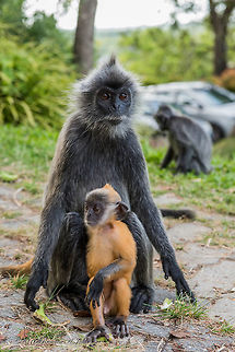 The silvery lutung (Trachypithecus cristatus), also known as the silvered leaf monkey or the silvery langur, is an Old World monkey. It is arboreal, living in coastal, mangrove, and riverine forests in Peninsular Malaysia, Sumatra, and Borneo The silvery lutung is a medium-sized monkey with a long, non-prehensile tail. It has grey-tipped, dark brown or black fur, giving it a uniform silvery appearance. Unlike some related species, there are no paler markings on the face or body, except for a patch of whitish hair on the groin of females. A crest of fur runs along the top of the head, and the hair on the cheeks is long, often obscuring the ears. The hands and feet are hairless, with dark coloured skin, and have opposable thumbs and toes.[3] 
Females range from 46 to 51 centimetres (18 to 20 in) in head-body length, with an average weight of 5.7 kilograms (13 lb) and a tail length of 67 to 75 centimetres (26 to 30 in). Males are slightly larger, from 50 to 58 centimetres (20 to 23 in) in length, with an average weight of 6.6 kilograms (15 lb) and a tail length of 67 to 75 centimetres (26 to 30 in).[4] 
Like other langurs, the silvery lutung has a large three-chambered stomach to digest the cellulose found in its herbivorous diet. This allows for fermentation of food, and has some similarities with the stomach of ruminants. The intestine is unusually long, even compared to those of other langurs, and has a number of pouches along its length, which carry out further fermentation of plant matter. The teeth have grinding ridges and other modifications to allow the more efficient processing of tough leaves Geotagged,Malaysia,Silvery lutung,Trachypithecus cristatus