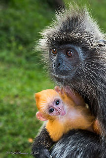 The silvery lutung (Trachypithecus cristatus), also known as the silvered leaf monkey or the silvery langur, is an Old World monkey. The silvery lutung (Trachypithecus cristatus), also known as the silvered leaf monkey or the silvery langur, is an Old World monkey. It is arboreal, living in coastal, mangrove, and riverine forests in Peninsular Malaysia, Sumatra, and Borneo Geotagged,Malaysia,Silvery lutung,Trachypithecus cristatus