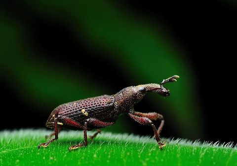 Weevil sp. Orthorhinus cylindrirostris, commonly known as the Elephant Weevil,[1] is a species of Curculionidae. In Australia they are considered a major pest to wine companies. Geotagged,Malaysia,Spring