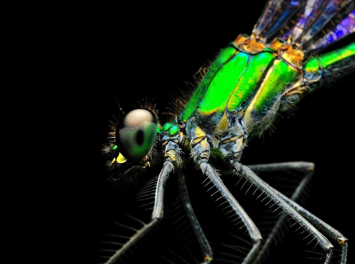 Damsrlflies... Damselflies are insects of the suborder Zygoptera in the order Odonata. They are similar to dragonflies, which constitute the other odonatan suborder, Anisoptera, but are smaller, have slimmer bodies, and most species fold the wings along the body when at rest. An ancient group, damselflies have existed since at least the Lower Permian, and are found on every continent except Antarctica.<br />
<br />
 Geotagged,Malaysia,Spring