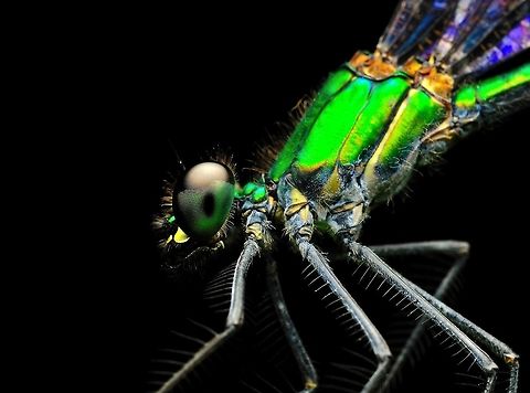 Damsrlflies... Damselflies are insects of the suborder Zygoptera in the order Odonata. They are similar to dragonflies, which constitute the other odonatan suborder, Anisoptera, but are smaller, have slimmer bodies, and most species fold the wings along the body when at rest. An ancient group, damselflies have existed since at least the Lower Permian, and are found on every continent except Antarctica.

 Geotagged,Malaysia,Spring