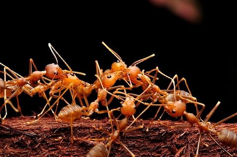 Weaver Ant. Weaver ants or green ants are eusocial insects of the family Formicidae. Weaver ants live in trees and are known for their unique nest building behaviour where workers construct nests by weaving together leaves using larval silk Ants,Formicidae,Geotagged,Green tree ant,Malaysia,Oecophylla smaragdina,Spring