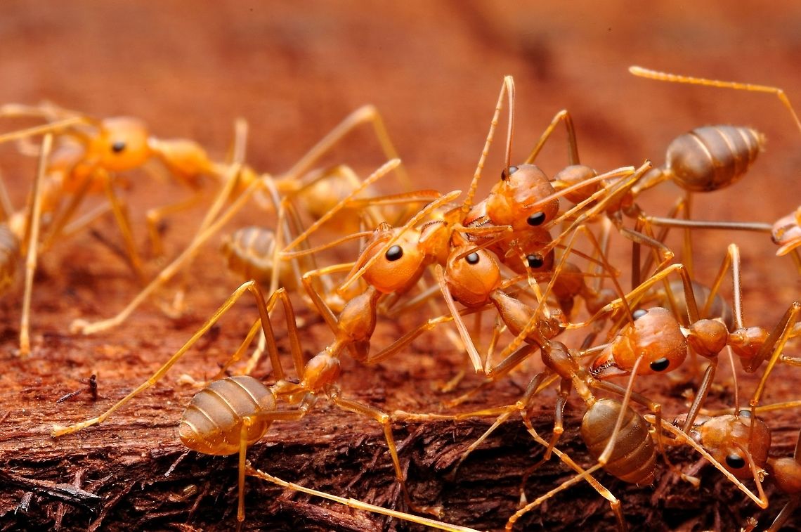 Weaver Ant.(Oecophylla) eaver ants or green ants are eusocial insects of the family Formicidae. Weaver ants live in trees and are known for their unique nest building behaviour where workers construct nests by weaving together leaves using larval silk Geotagged,Green tree ant,Malaysia,Oecophylla smaragdina,Spring