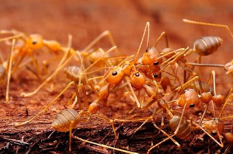 Weaver Ant.(Oecophylla) eaver ants or green ants are eusocial insects of the family Formicidae. Weaver ants live in trees and are known for their unique nest building behaviour where workers construct nests by weaving together leaves using larval silk Geotagged,Green tree ant,Malaysia,Oecophylla smaragdina,Spring