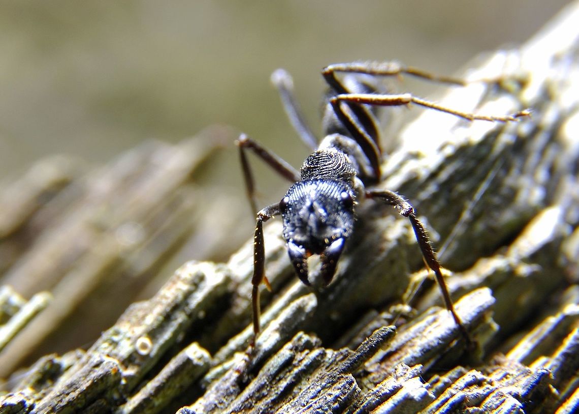 Thumbprint Ant.  Fall,Geotagged,Malaysia
