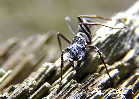 Thumbprint Ant.  Fall,Geotagged,Malaysia