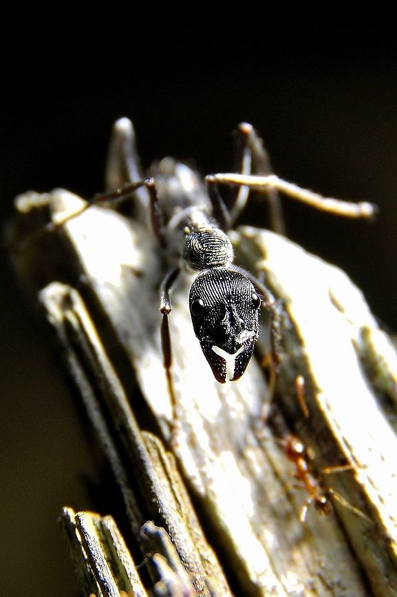 Thumbprint Ant. Diacamma sp. Fall,Geotagged,Malaysia