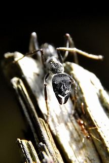Thumbprint Ant. Diacamma sp. Fall,Geotagged,Malaysia
