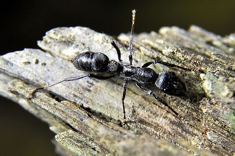 Thumbprint Ant.  Fall,Geotagged,Malaysia
