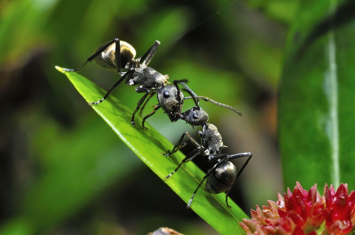 loving Ant  Geotagged,Malaysia,Polyrhachis beccarii,Winter