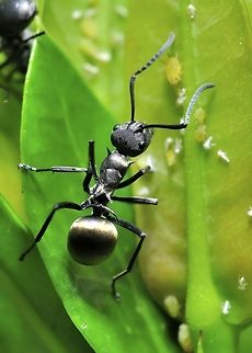 Polyrhachis beccarii  Geotagged,Malaysia,Polyrhachis beccarii,Winter