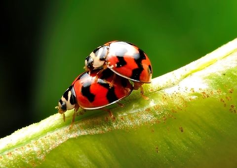 Mating Ladybirds - The Zigzag Ladybird (Cheilomenes sexmaculata)  Cheilomenes sexmaculata,Geotagged,Malaysia,Spring,Zigzag Ladybird