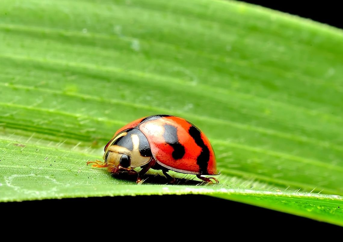 Zigzag Ladybird. The Zigzag Ladybird (Cheilomenes sexmaculata - previously Menochilus sexmaculatus), is a Ladybird (Coccinellidae) in the sub family Coccinellinae Cheilomenes sexmaculata,Zigzag Ladybird