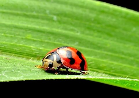 Zigzag Ladybird. The Zigzag Ladybird (Cheilomenes sexmaculata - previously Menochilus sexmaculatus), is a Ladybird (Coccinellidae) in the sub family Coccinellinae Cheilomenes sexmaculata,Zigzag Ladybird