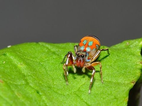 Jumping spider  Geotagged,Malaysia,Metallic jumper,Siler semiglaucus,Spring