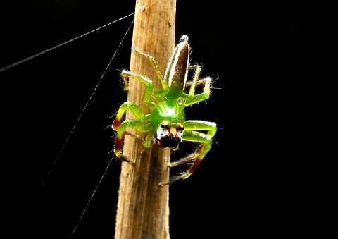 green jumping spider  Epeus flavobilineatus,Geotagged,Malaysia,Winter,Yellow-lined Epeus Spider