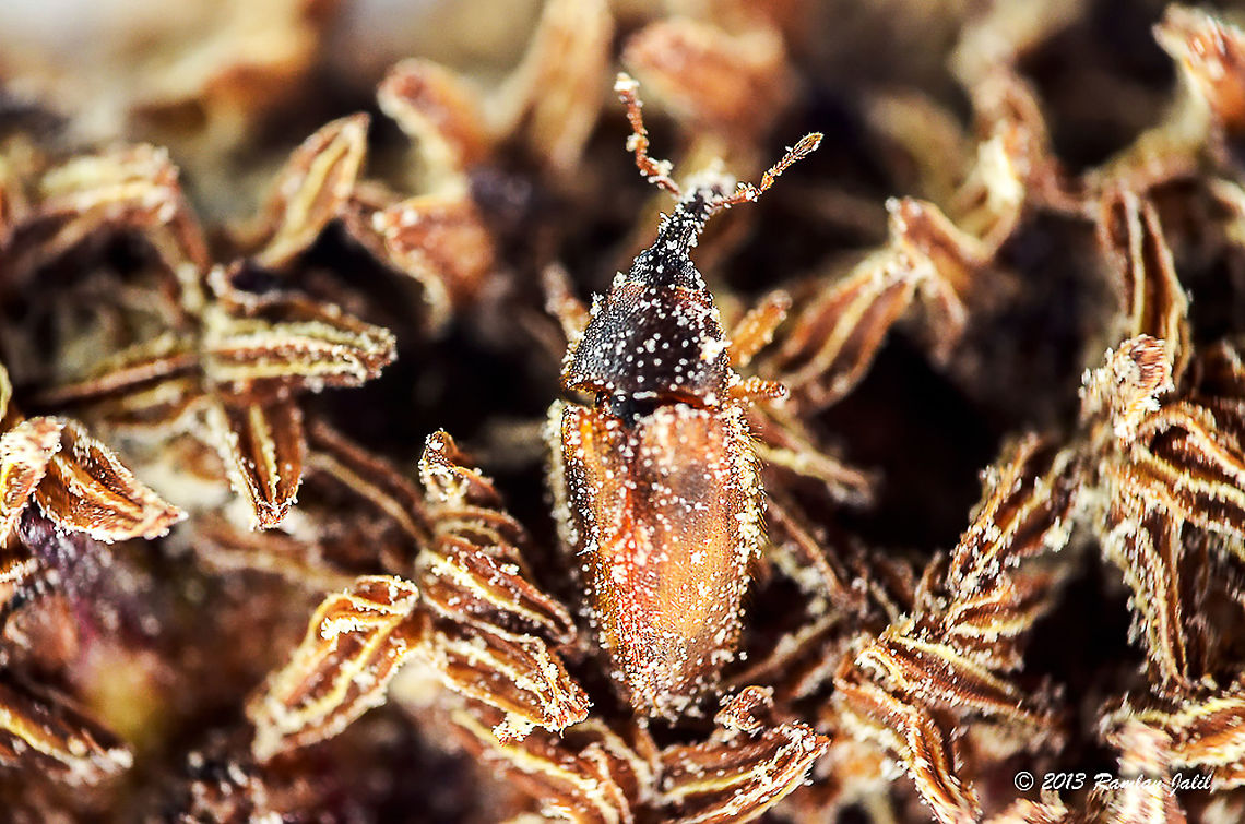 Elaeidobius kamerunicus weevil (Male) in  male flower  African oil palm weevil,Elaeidobius kamerunicus,Geotagged,Malaysia,Spring