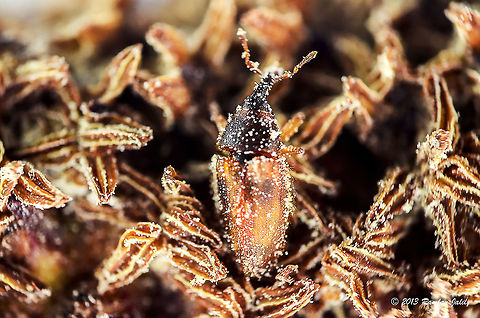 Elaeidobius kamerunicus weevil (Male) in  male flower  African oil palm weevil,Elaeidobius kamerunicus,Geotagged,Malaysia,Spring