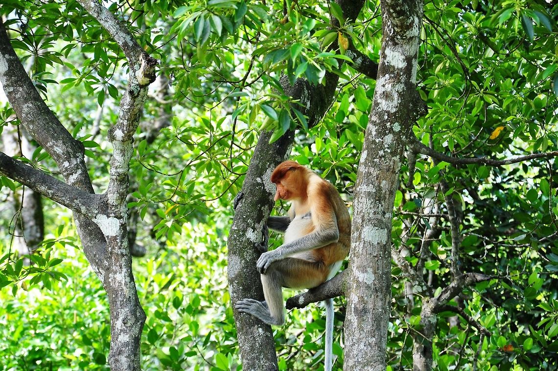 Proboscis monkey The proboscis monkey (Nasalis larvatus) or long-nosed monkey, known as the bekantan in Indonesia, is a reddish-brown arboreal Old World monkey with an unusually large nose. It is endemic to the southeast Asian island of Borneo Geotagged,Malaysia,Nasalis larvatus,Proboscis monkey,Spring
