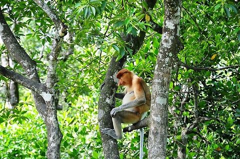 Proboscis monkey The proboscis monkey (Nasalis larvatus) or long-nosed monkey, known as the bekantan in Indonesia, is a reddish-brown arboreal Old World monkey with an unusually large nose. It is endemic to the southeast Asian island of Borneo Geotagged,Malaysia,Nasalis larvatus,Proboscis monkey,Spring