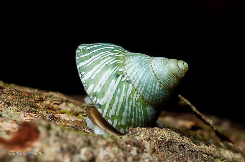 Leptopoma undatum - green little snail in borneo forest  Geotagged,Malaysia,Winter