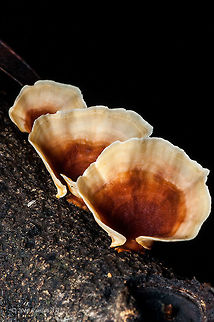 Microporus Xanthopus Microporus is a genus of fungi in the family Polyporaceae. The genus has a widespread distribution and, according to a 2008 estimate, contains 11 species Geotagged,Malaysia,Microporus xanthopus,Winter