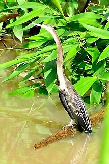 The Oriental darter or Indian darter (Anhinga melanogaster) The Oriental darter or Indian darter (Anhinga melanogaster) is a water bird of tropical South Asia and Southeast Asia. It has a long and slender neck with a straight, pointed bill and, like the cormorant, it hunts for fish while its body is submerged in water. It spears a fish underwater, bringing it above the surface, tossing and juggling it before swallowing the fish head first. The body remains submerged as it swims, and the slender neck alone is visible above the water, which accounts for the colloquial name of snakebird. Like the cormorants, it has wettable feathers and it is often found perched on a rock or branch with its wings held open to dry Anhinga melanogaster,Geotagged,Malaysia,Oriental darter,Spring