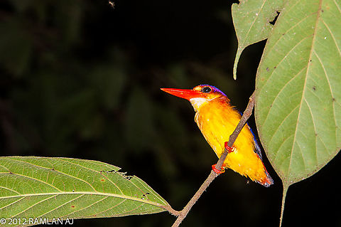 The Oriental dwarf kingfisher (Ceyx erithaca) The Oriental dwarf kingfisher (Ceyx erithaca), also known as the black-backed kingfisher or three-toed kingfisher, is a species of bird in the family Alcedinidae. A widespread resident of lowland forest, it is endemic across much of the Indian subcontinent and Southeast Asia Ceyx erithaca,Fall,Geotagged,Malaysia,Oriental dwarf kingfisher