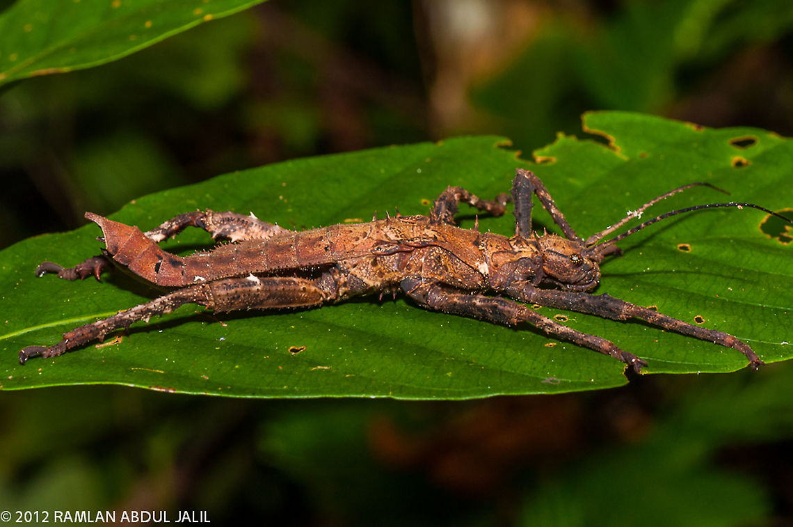 Spiny stick insect The Phasmatodea (also known as Phasmida or Phasmatoptera) are an order of insects whose members are variously known as stick insects, stick-bugs, walking sticks or bug sticks. They are generally referred to as phasmatodeans, phasmids, or ghost insects Fall,Geotagged,Haaniella echinata,Malaysia,Prickly Haaniella