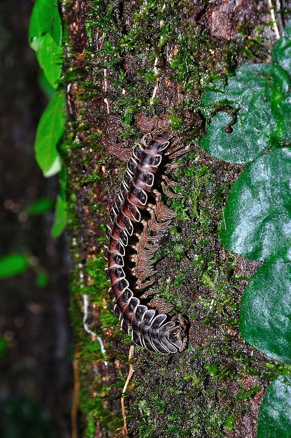 Millipedes found in Borneo Millipedes are a group of arthropods that are characterised by having two pairs of jointed legs on most body segments; they are known scientifically as the class Diplopoda, the name being derived from this feature. Each double-legged segment is a result of two single segments fused together. Most millipedes have very elongated cylindrical or flattened bodies with more than 20 segments, while pill millipedes are shorter and can roll into a ball. Although the name "millipede" derives from the Latin for "thousand feet" Geotagged,Malaysia,Spring