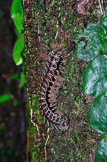 Millipedes found in Borneo Millipedes are a group of arthropods that are characterised by having two pairs of jointed legs on most body segments; they are known scientifically as the class Diplopoda, the name being derived from this feature. Each double-legged segment is a result of two single segments fused together. Most millipedes have very elongated cylindrical or flattened bodies with more than 20 segments, while pill millipedes are shorter and can roll into a ball. Although the name "millipede" derives from the Latin for "thousand feet" Geotagged,Malaysia,Spring