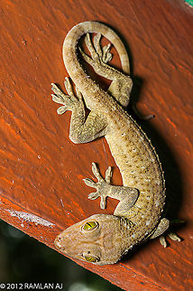 Gekko smithii Gekko smithii, commonly known as Smith's green-eyed gecko or the large forest gecko, is a species of gecko in the family Gekkonidae. It is found in mainland Southeast Asia and Indonesia. Smith's Green-eyed Gecko is the largest gecko in Borneo. Its loud barking call is commonly heard in lowland rainforest Fall,Gekko smithii,Geotagged,Malaysia,Smiths Green-eyed Gecko